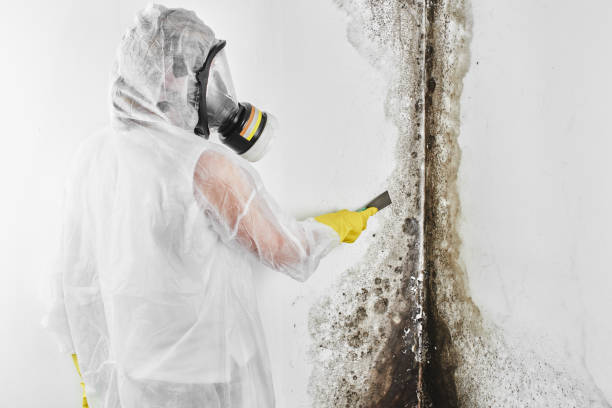 Best Local Mold Removal Service  in Washington, DC