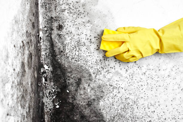 Best Local Mold Removal Service  in Washington, DC