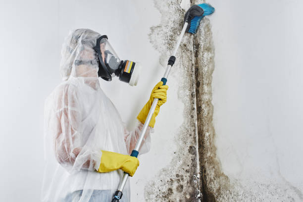 Best Certified Mold Removal  in Washington, DC