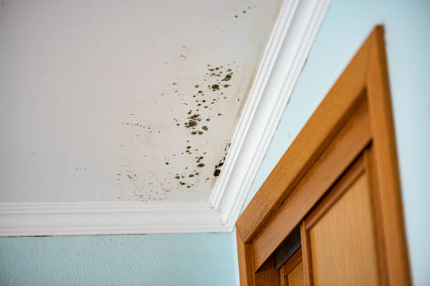 Washington, DC Mold Removal Company