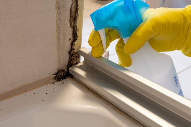 Best Mold Removal Company Near Me  in Washington, DC