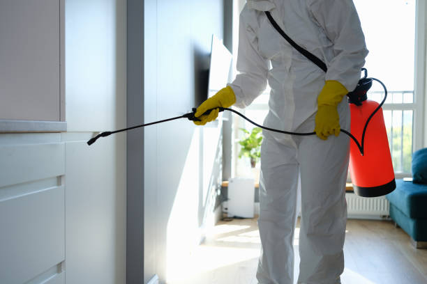 Best Mold Remediation  in Washington, DC