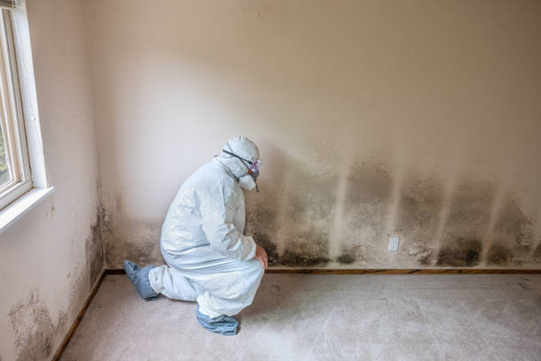 Best Black Mold Removal  in Washington, DC