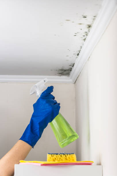 Best Professional Mold Removal  in Washington, DC