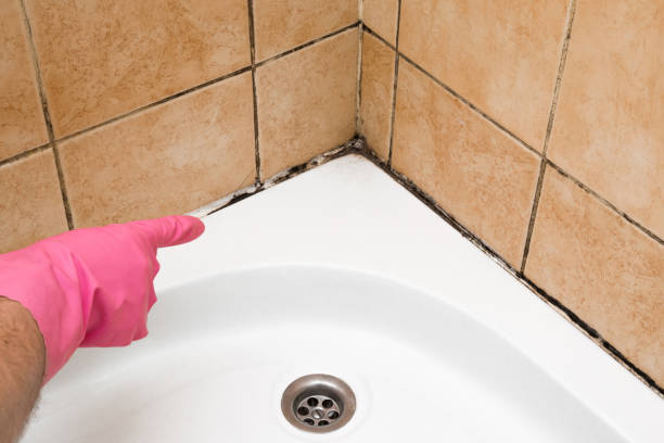 Best Black Mold Removal  in Washington, DC